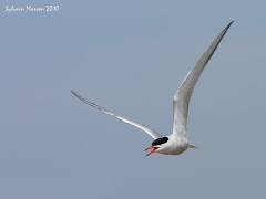 Sterne pierregarin (Common Tern)