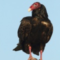 Urubu à tête rouge (Turkey Vulture)