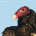 Urubu à tête rouge (Turkey Vulture)