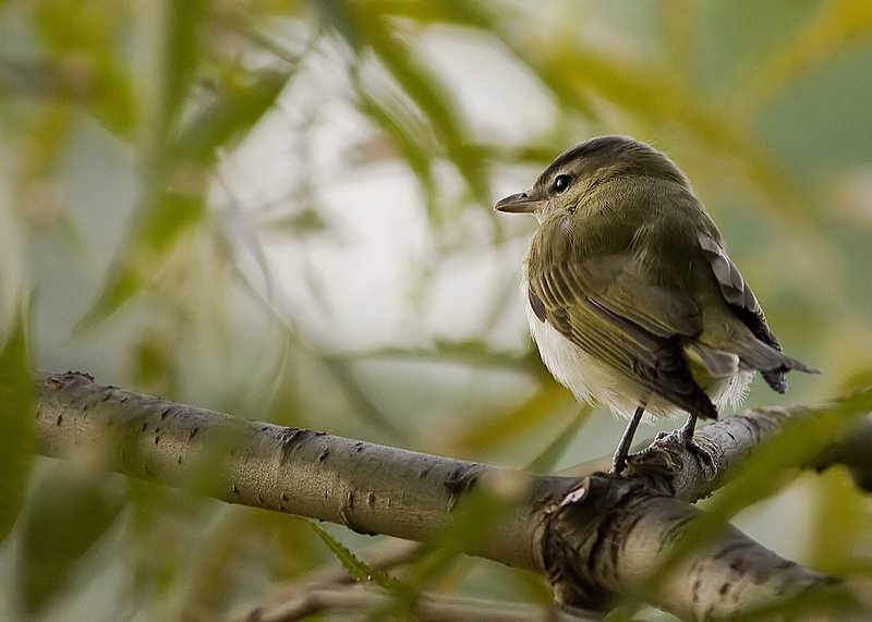 Vireo_melodieux_1076.jpg